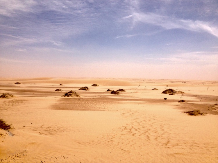 Bright yellow, flat desert landscape, blurred horizon, small sound mounds (with dry grass sprouting out of them) are dotted here and there.
